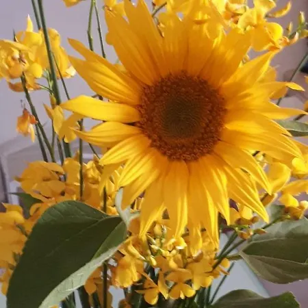 Il Girasole Del Piediluco