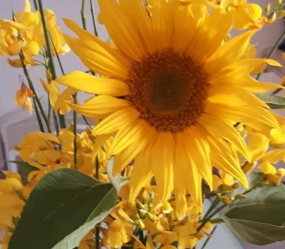 Il Girasole Del Piediluco